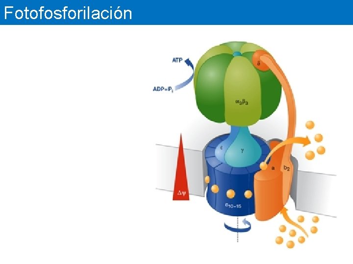 Fotofosforilación 