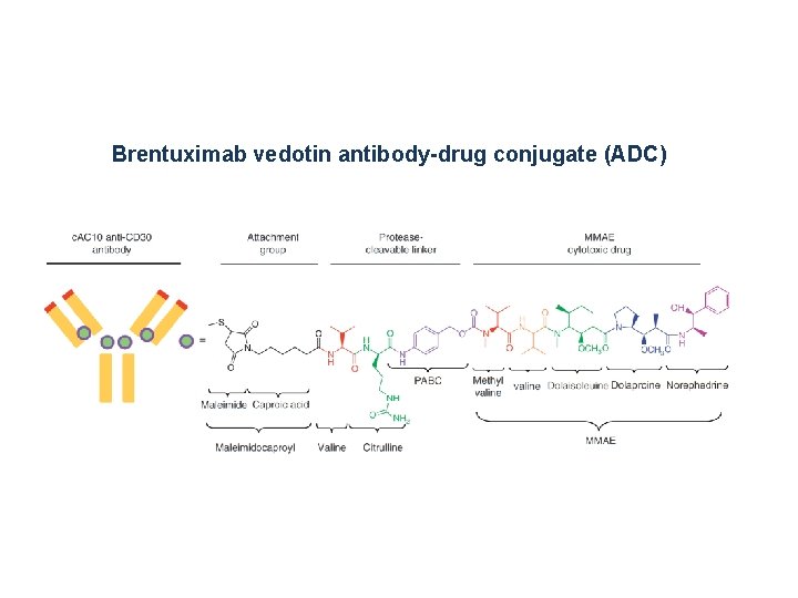 Brentuximab vedotin antibody-drug conjugate (ADC) 