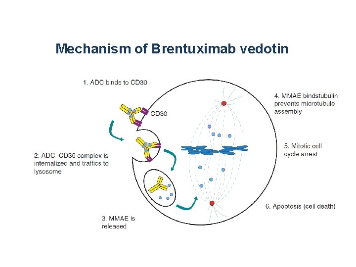 Mechanism of Brentuximab vedotin 
