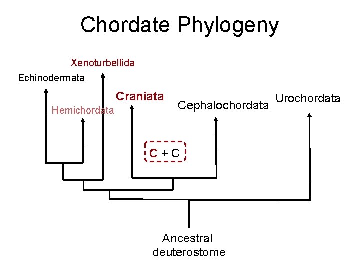Chordate Phylogeny Xenoturbellida Echinodermata Craniata Hemichordata Cephalochordata C+C Ancestral deuterostome Urochordata 