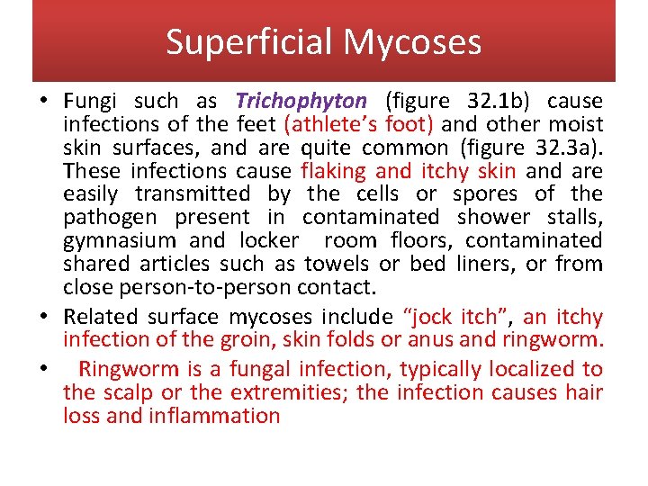 Superficial Mycoses • Fungi such as Trichophyton (figure 32. 1 b) cause infections of