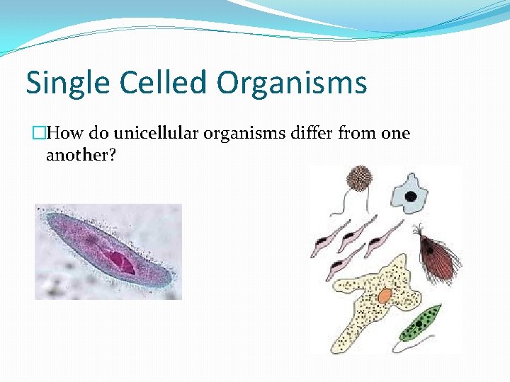 Single Celled Organisms �How do unicellular organisms differ from one another? 