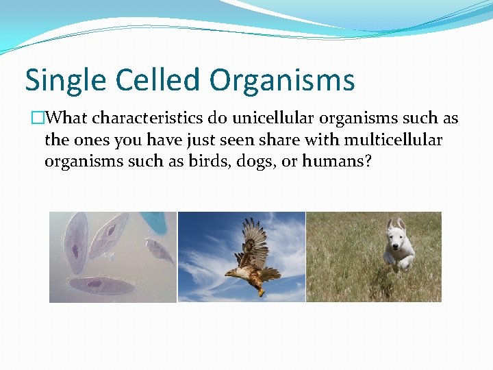 Single Celled Organisms �What characteristics do unicellular organisms such as the ones you have
