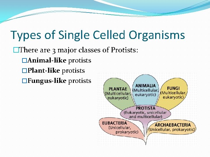 Types of Single Celled Organisms �There are 3 major classes of Protists: �Animal-like protists