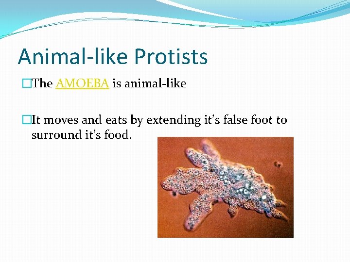 Animal-like Protists �The AMOEBA is animal-like �It moves and eats by extending it’s false