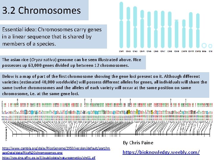 3. 2 Chromosomes Essential idea: Chromosomes carry genes in a linear sequence that is