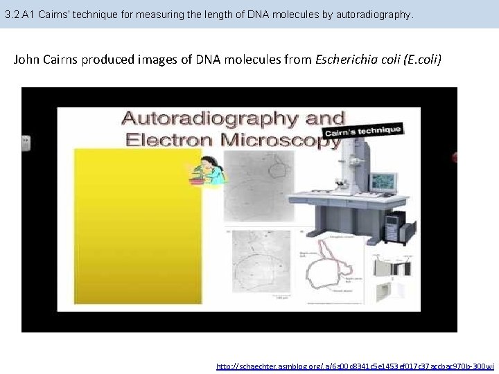 3. 2. A 1 Cairns’ technique for measuring the length of DNA molecules by