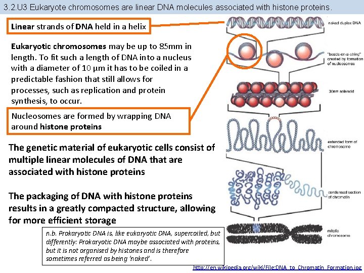 3. 2. U 3 Eukaryote chromosomes are linear DNA molecules associated with histone proteins.