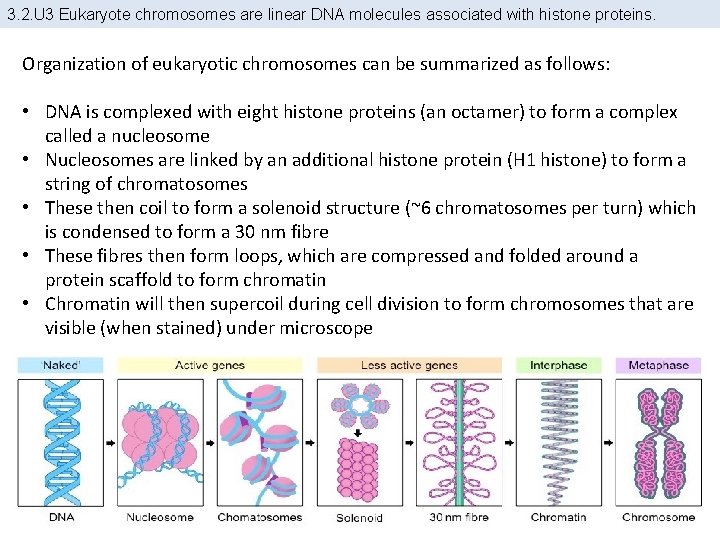 3. 2. U 3 Eukaryote chromosomes are linear DNA molecules associated with histone proteins.