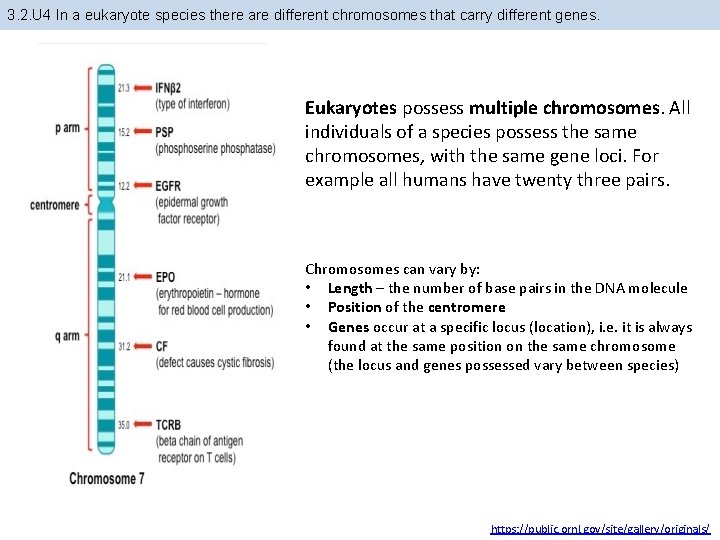 3. 2. U 4 In a eukaryote species there are different chromosomes that carry