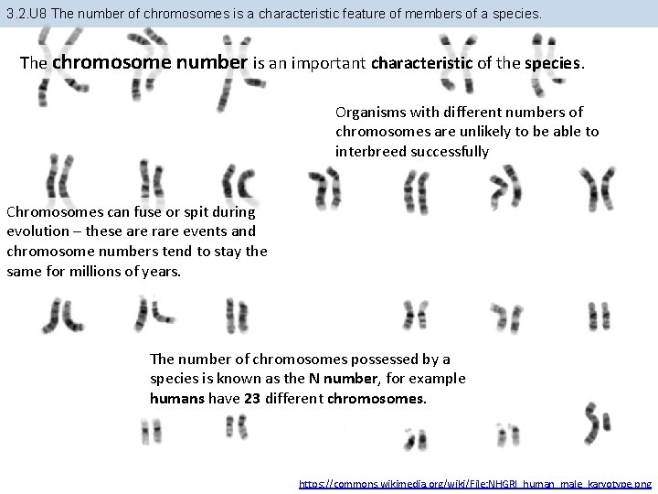 3. 2. U 8 The number of chromosomes is a characteristic feature of members