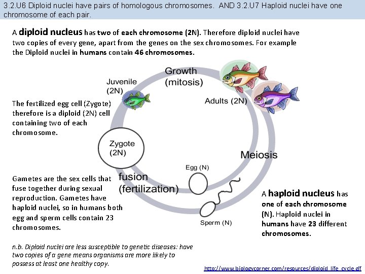 3. 2. U 6 Diploid nuclei have pairs of homologous chromosomes. AND 3. 2.