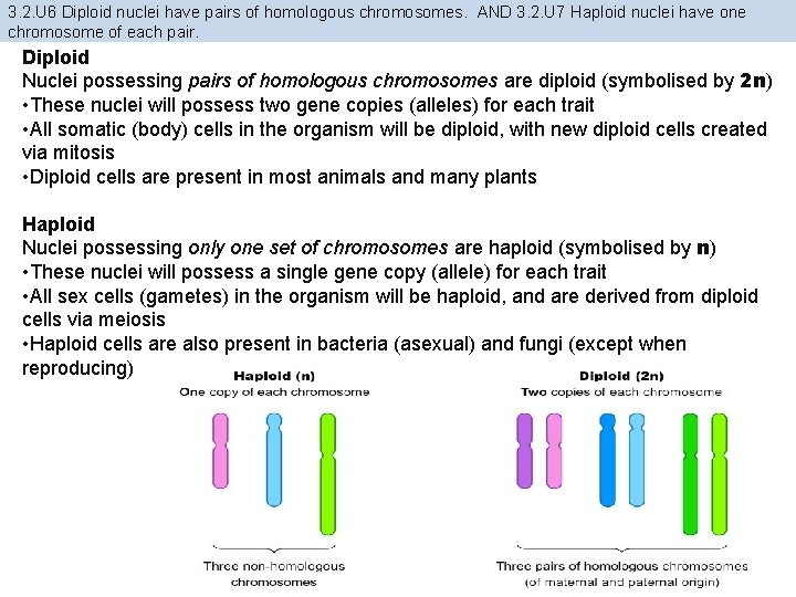 3. 2. U 6 Diploid nuclei have pairs of homologous chromosomes. AND 3. 2.