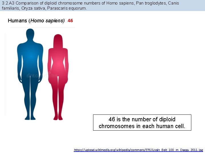 3. 2. A 3 Comparison of diploid chromosome numbers of Homo sapiens, Pan troglodytes,