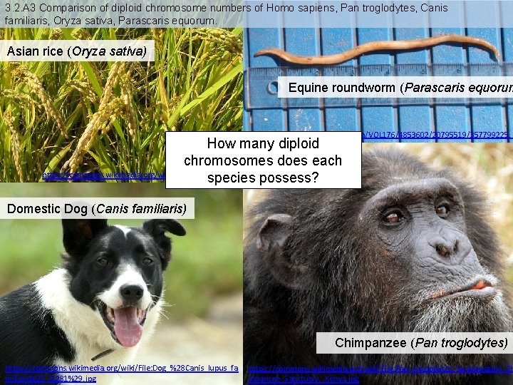 3. 2. A 3 Comparison of diploid chromosome numbers of Homo sapiens, Pan troglodytes,