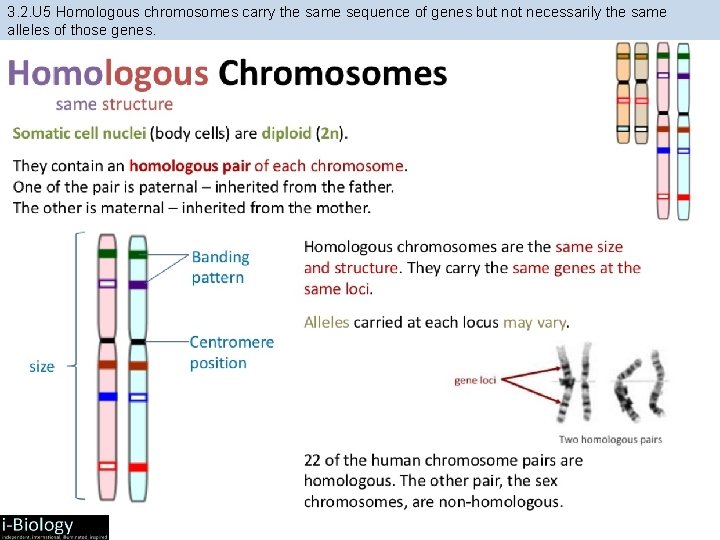 3. 2. U 5 Homologous chromosomes carry the same sequence of genes but not