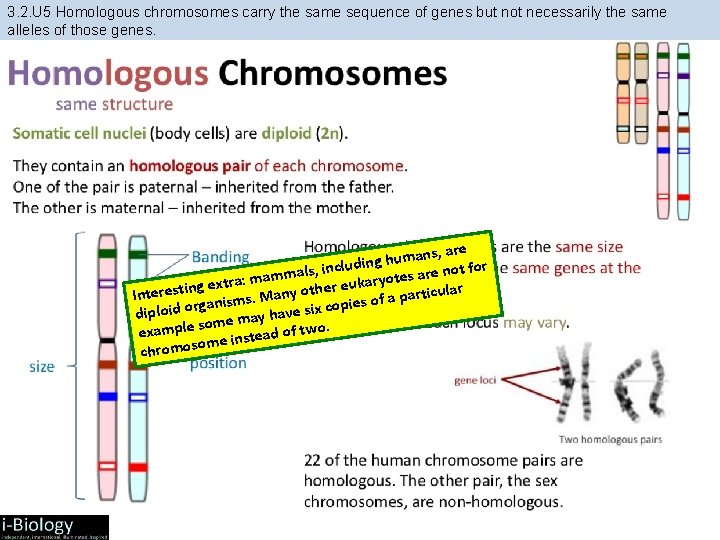 3. 2. U 5 Homologous chromosomes carry the same sequence of genes but not