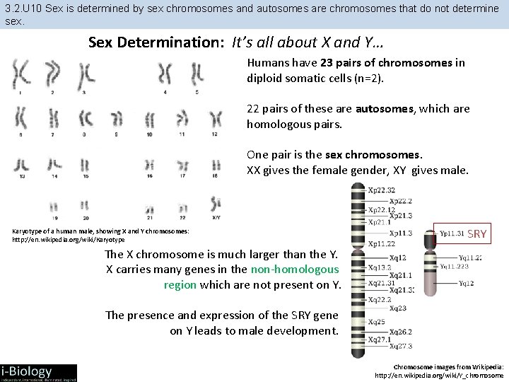 3. 2. U 10 Sex is determined by sex chromosomes and autosomes are chromosomes