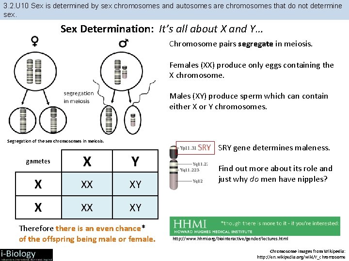 3. 2. U 10 Sex is determined by sex chromosomes and autosomes are chromosomes