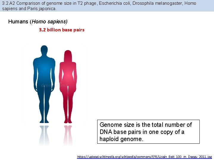 3. 2. A 2 Comparison of genome size in T 2 phage, Escherichia coli,