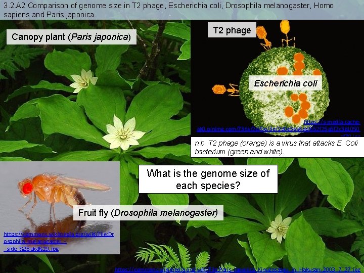 3. 2. A 2 Comparison of genome size in T 2 phage, Escherichia coli,