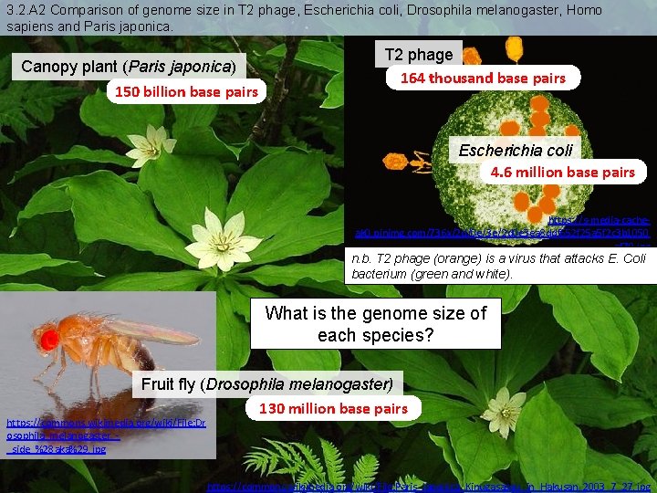 3. 2. A 2 Comparison of genome size in T 2 phage, Escherichia coli,