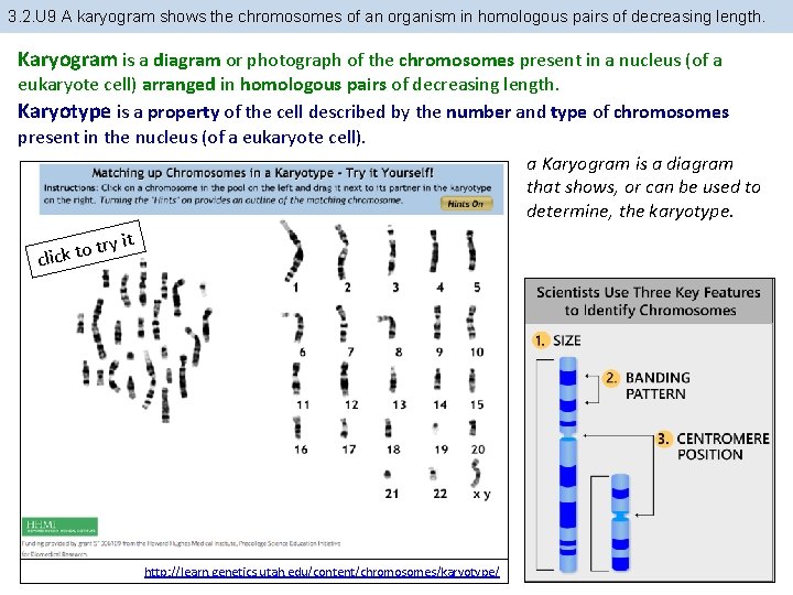 3. 2. U 9 A karyogram shows the chromosomes of an organism in homologous