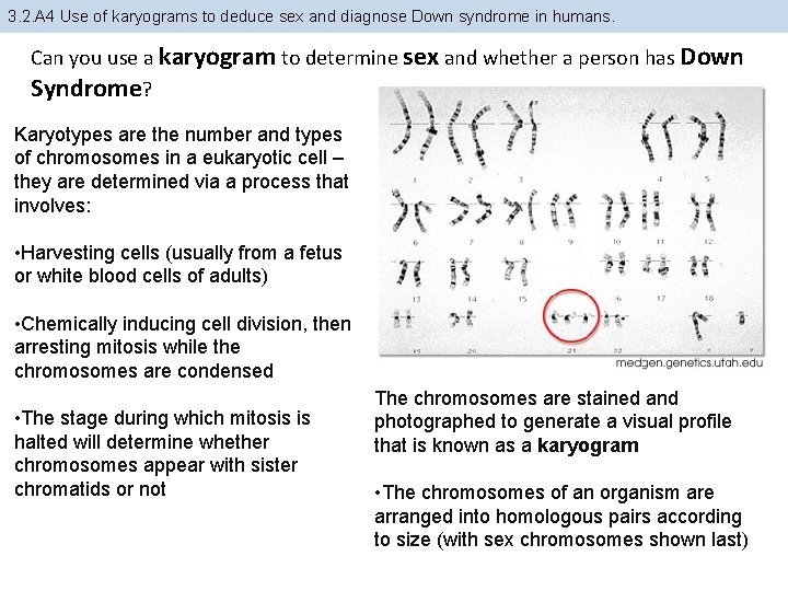 3. 2. A 4 Use of karyograms to deduce sex and diagnose Down syndrome