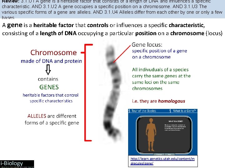 Review: 3. 1. U 1 A gene is a heritable factor that consists of