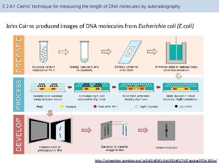 3. 2. A 1 Cairns’ technique for measuring the length of DNA molecules by