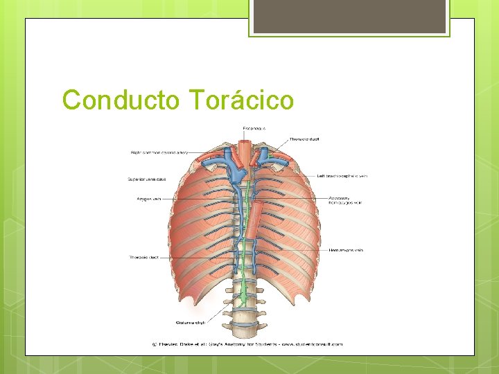 Conducto Torácico Conducto Torácico