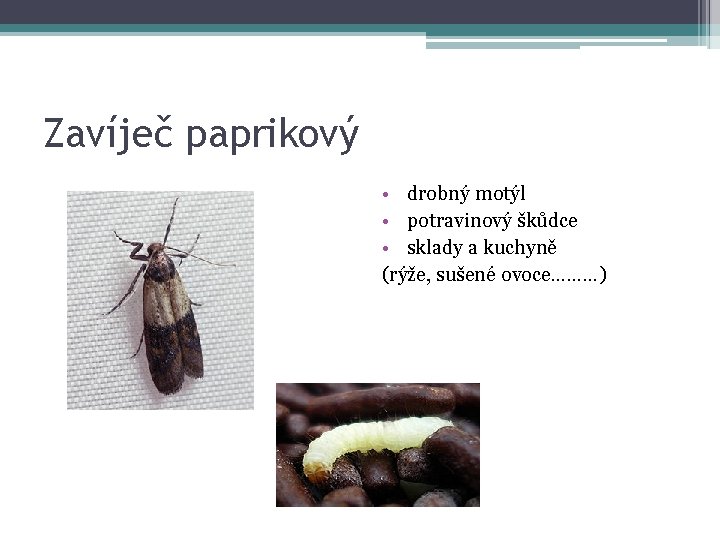 Zavíječ paprikový • drobný motýl • potravinový škůdce • sklady a kuchyně (rýže, sušené