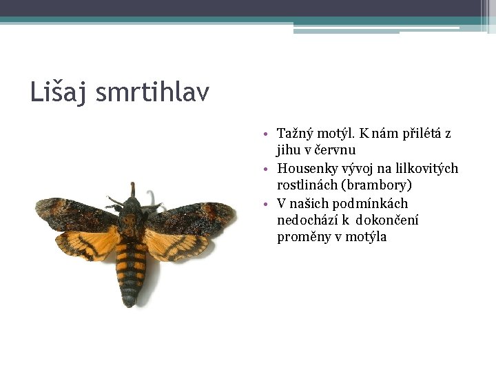 Lišaj smrtihlav • Tažný motýl. K nám přilétá z jihu v červnu • Housenky