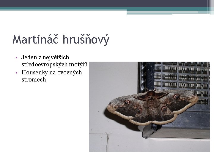 Martináč hrušňový • Jeden z největších středoevropských motýlů • Housenky na ovocných stromech 