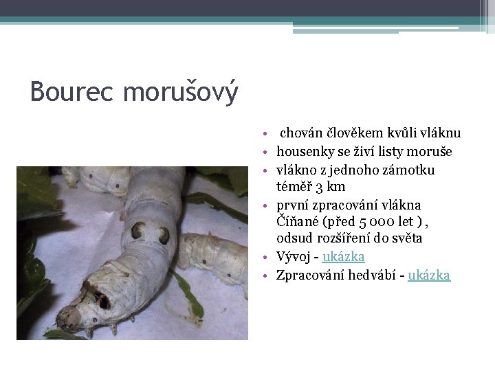 Bourec morušový • chován člověkem kvůli vláknu • housenky se živí listy moruše •