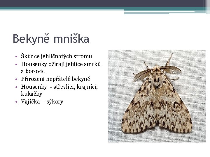 Bekyně mniška • Škůdce jehličnatých stromů • Housenky ožírají jehlice smrků a borovic •