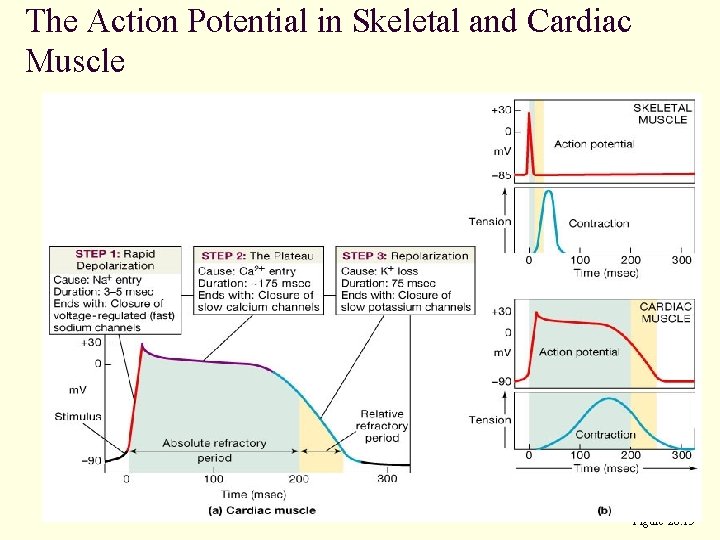 The Action Potential in Skeletal and Cardiac Muscle Figure 20. 15 