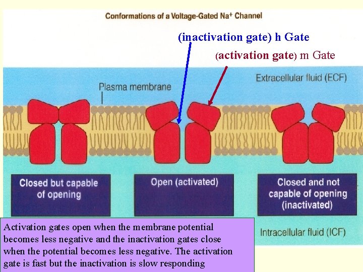(inactivation gate) h Gate (activation gate) m Gate Activation gates open when the membrane