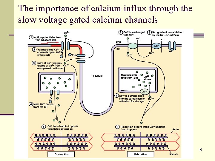 The importance of calcium influx through the slow voltage gated calcium channels 19 