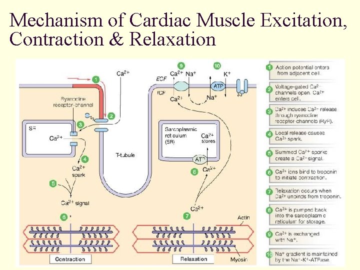 Mechanism of Cardiac Muscle Excitation, Contraction & Relaxation 