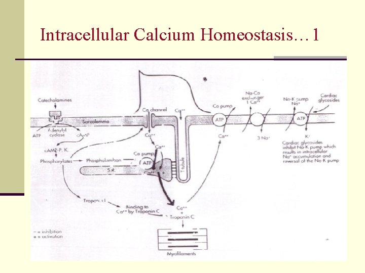 Intracellular Calcium Homeostasis… 1 21 