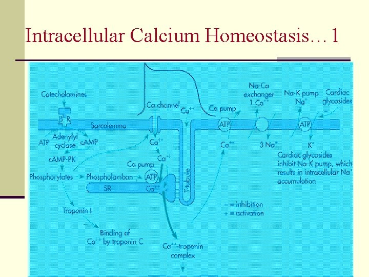 Intracellular Calcium Homeostasis… 1 22 