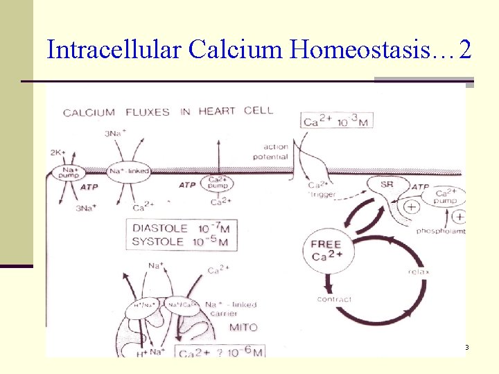 Intracellular Calcium Homeostasis… 2 23 