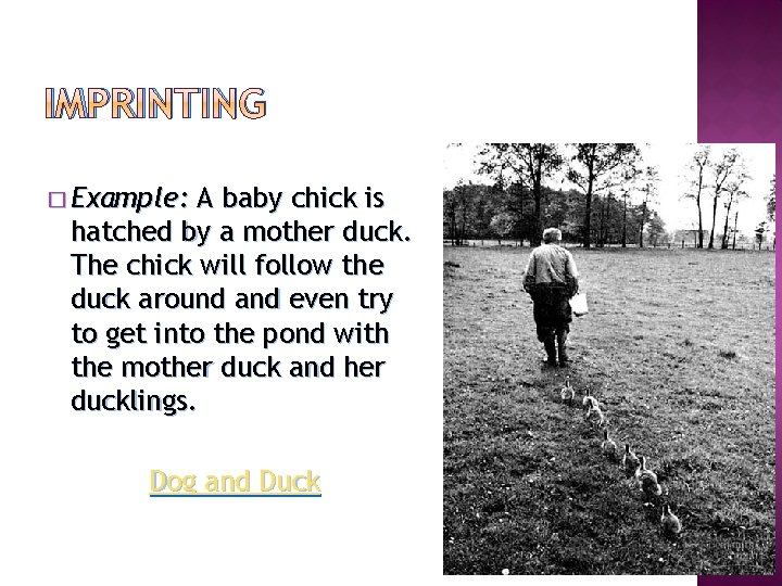 IMPRINTING � Example: A baby chick is hatched by a mother duck. The chick