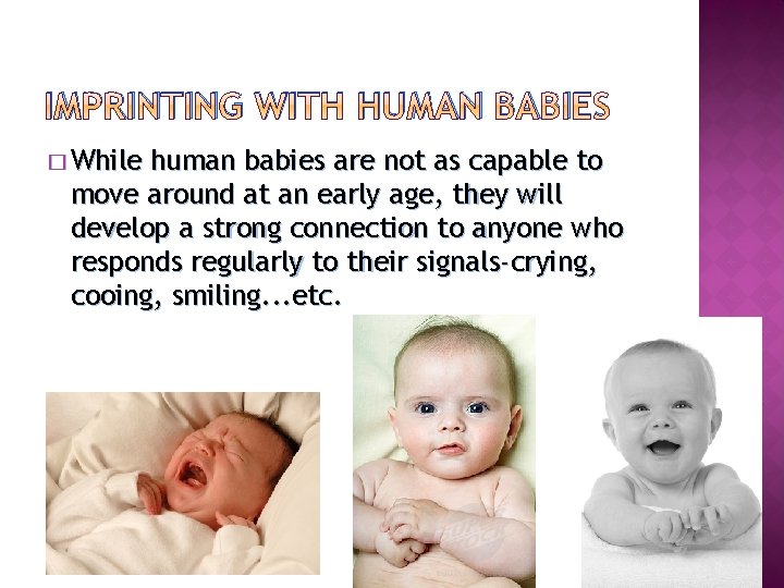 IMPRINTING WITH HUMAN BABIES � While human babies are not as capable to move