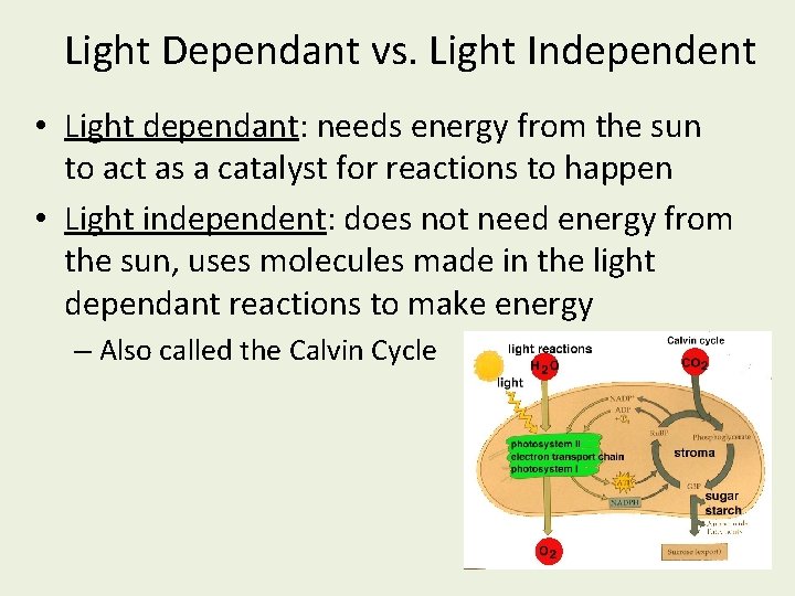 Light Dependant vs. Light Independent • Light dependant: needs energy from the sun to