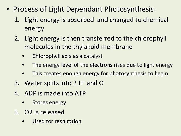  • Process of Light Dependant Photosynthesis: 1. Light energy is absorbed and changed