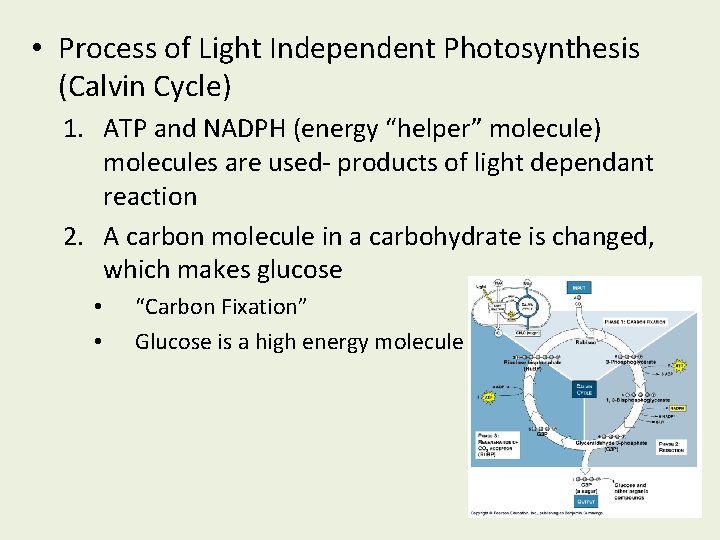  • Process of Light Independent Photosynthesis (Calvin Cycle) 1. ATP and NADPH (energy