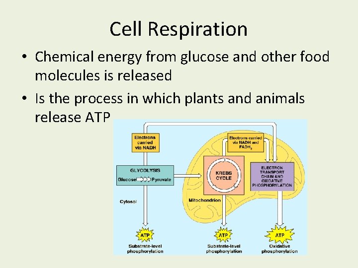 Cell Respiration • Chemical energy from glucose and other food molecules is released •