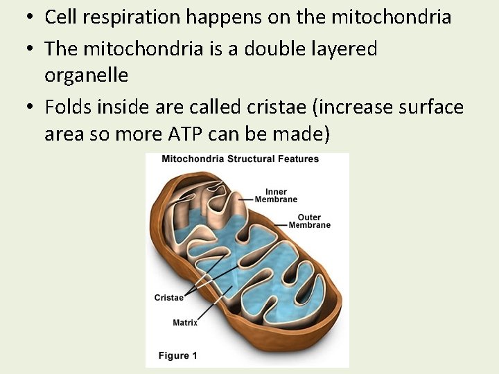  • Cell respiration happens on the mitochondria • The mitochondria is a double